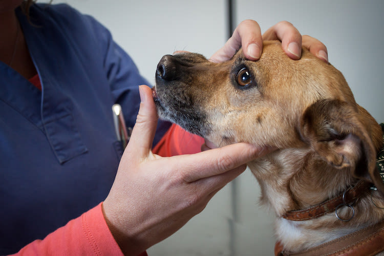 examen conjonctivite chien