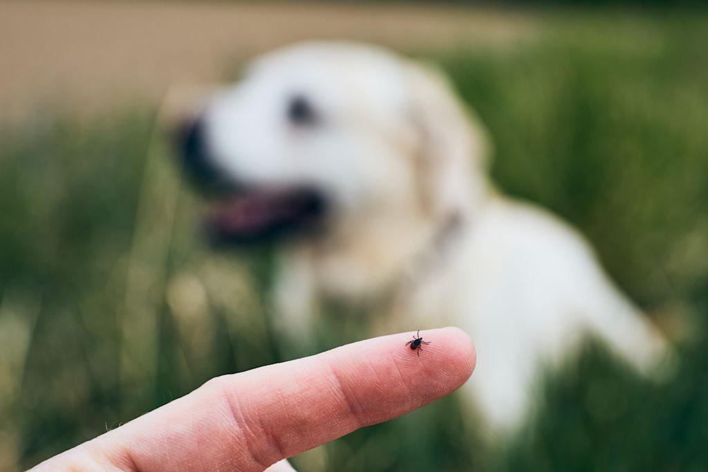 tique chien anaplasmose
