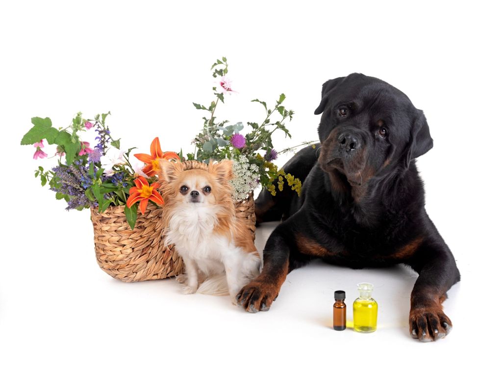 chiens entourés d'huiles essentielles