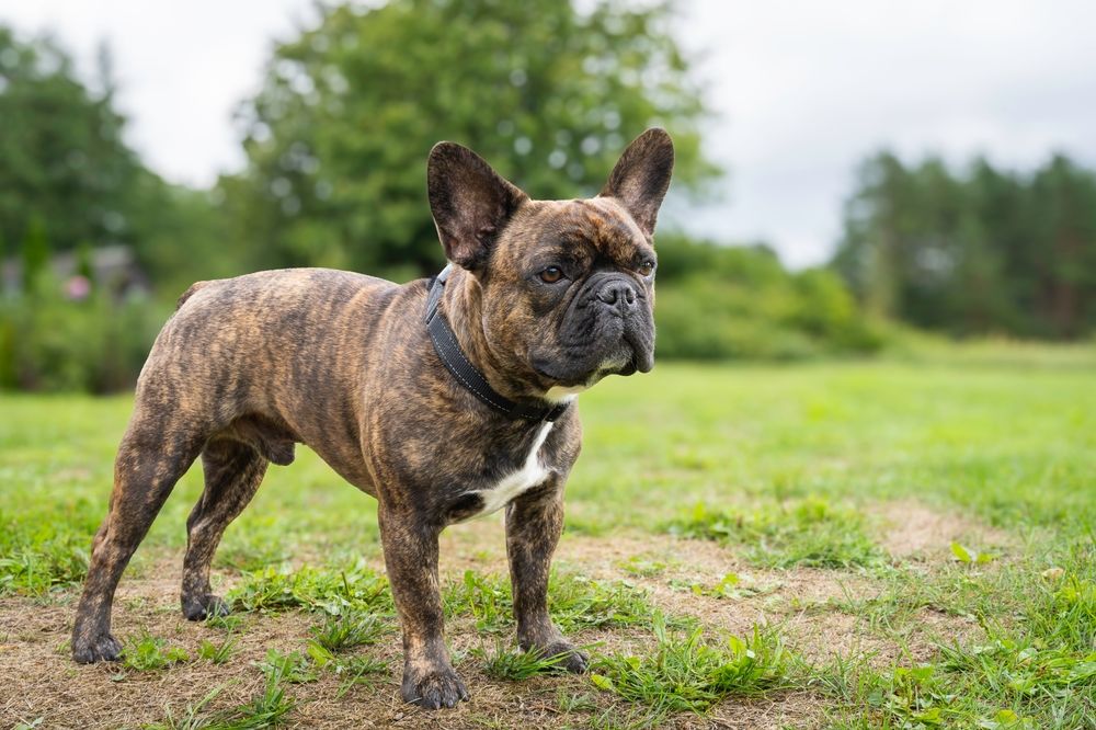 Bouledogue français - 3