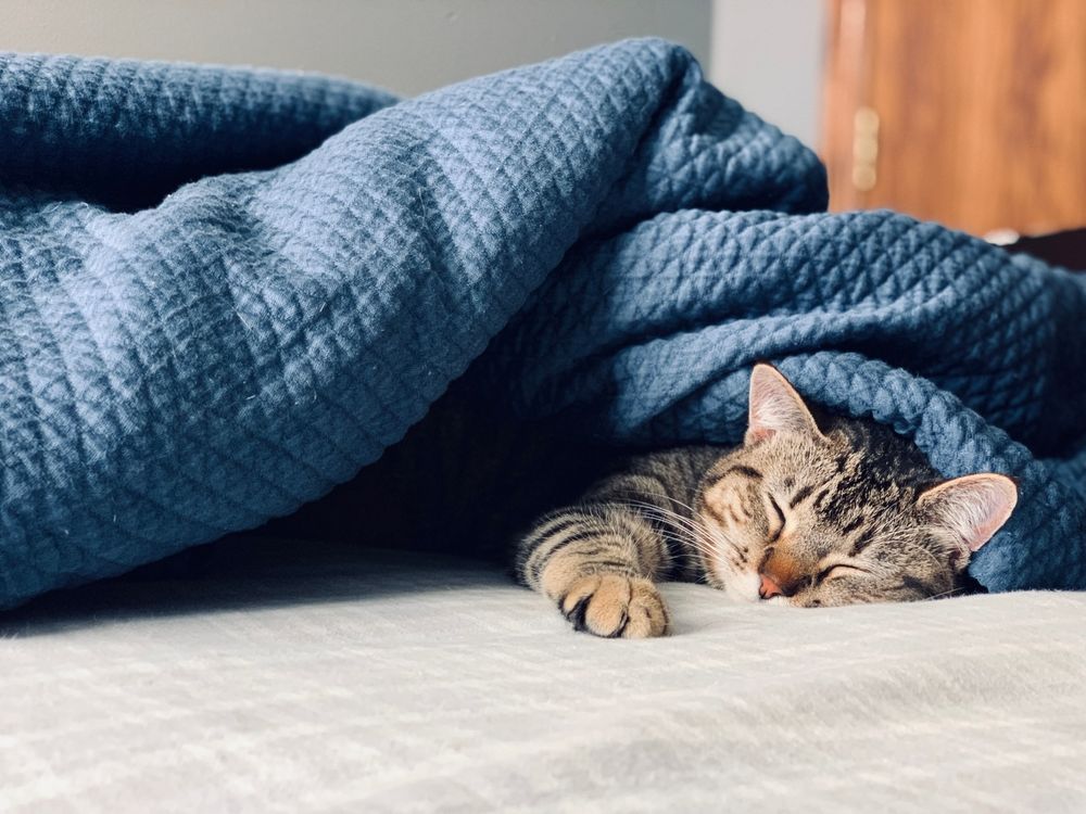 Gatto dorme sotto coperta blu