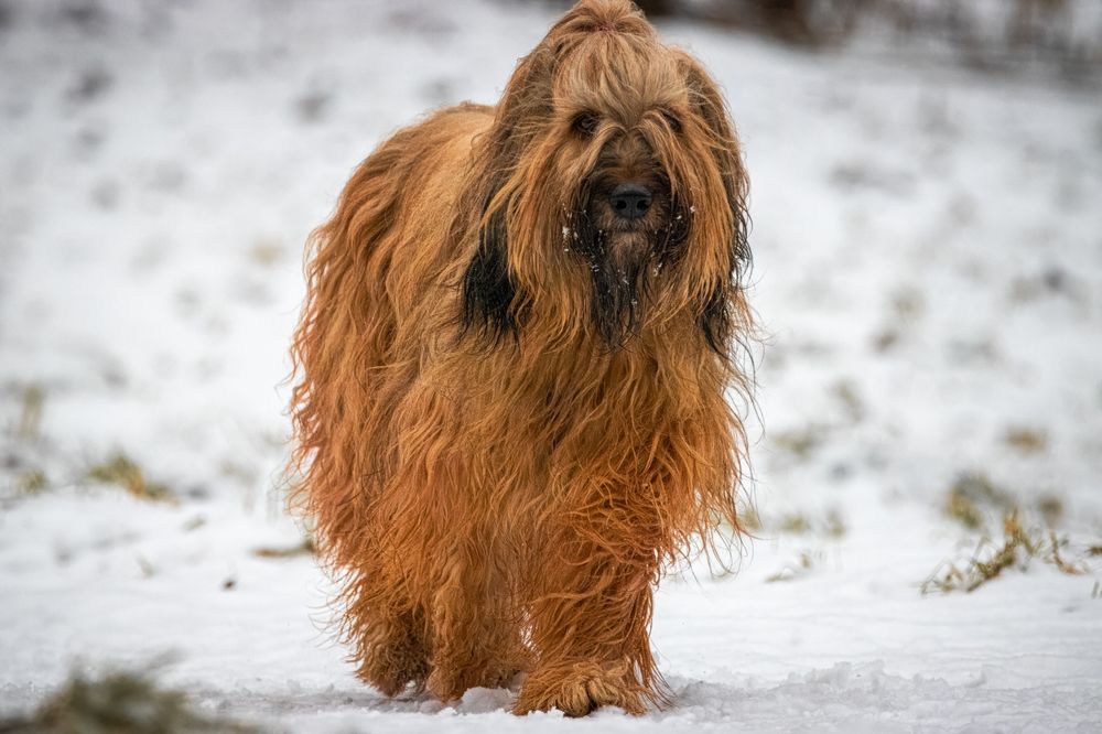 Briard staat majesteitelijk in winterlandschap