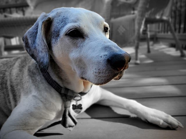Vieux chien