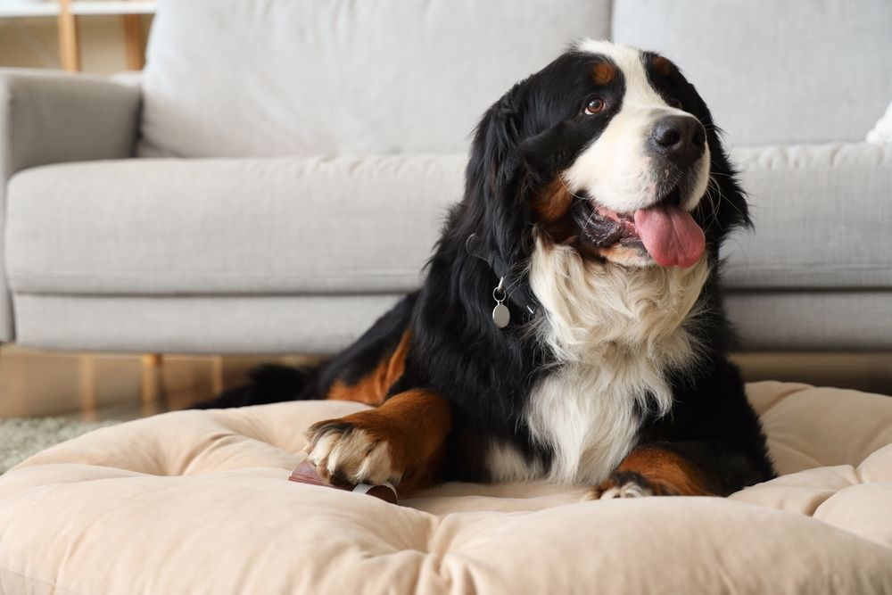 Bouvier Bernois poseert trots in tuin