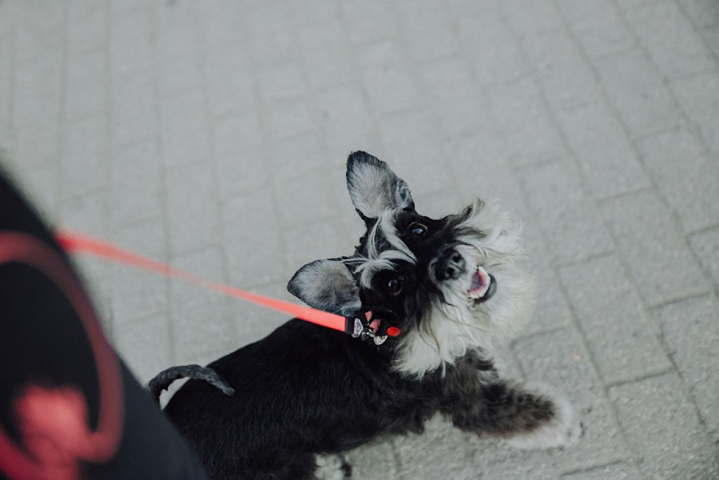 race chien qui aboie