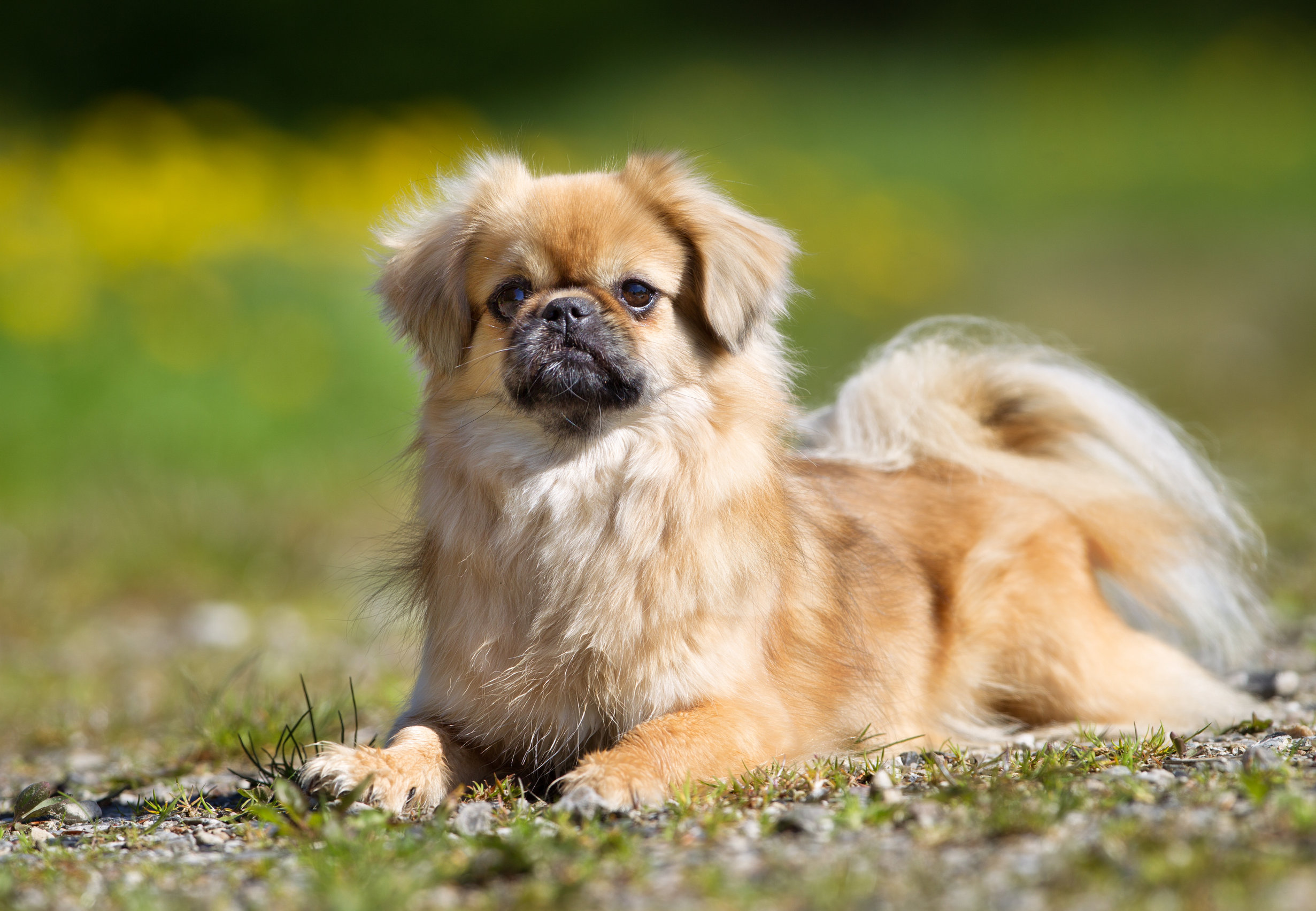 Épagneul tibétain - Race de chien - Santévet