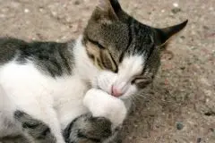 Chiens et chats : croyez-vous à ces idées fausses ? - Dossiers - Chat