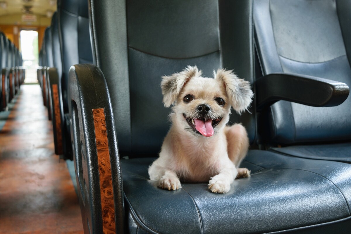 cómo puedo traer a mi perro de japón a estados unidos