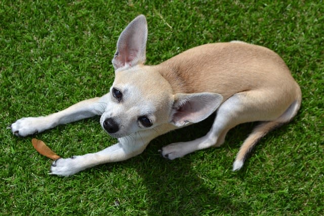 Chihuahua âgé