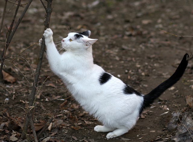 chat faisant ses griffes