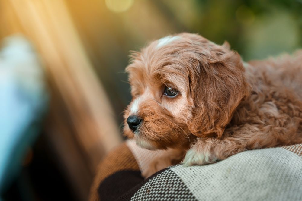 Cavapoo rust op zachte deken bij zonlicht