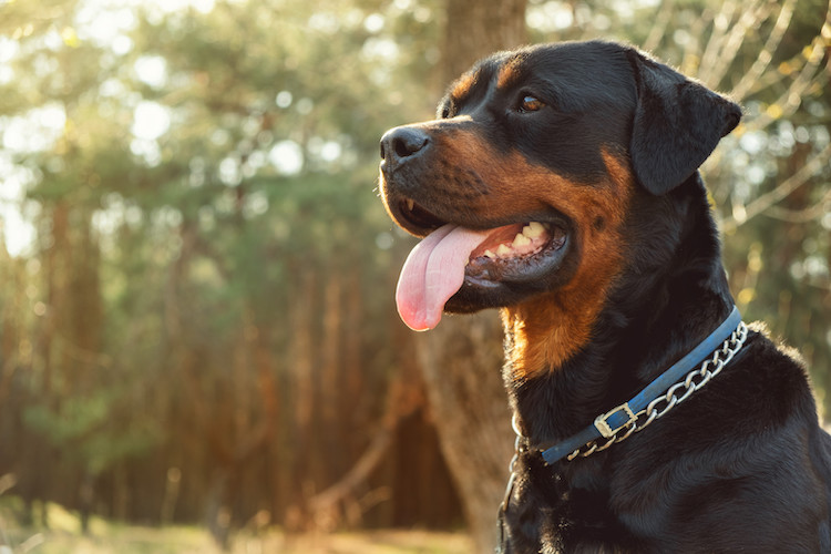 vaccins chiens dangereux