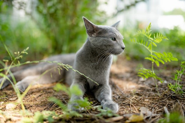 SV - chat bleu russe