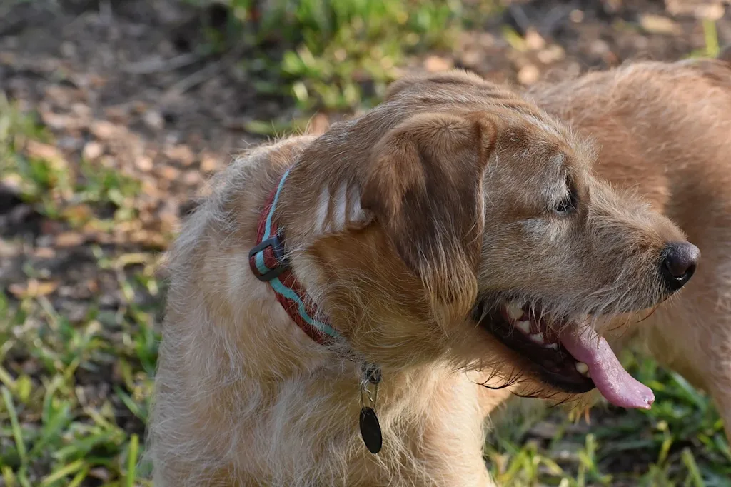 labradoodle 2