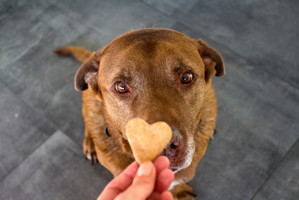 ​  Versicherung für Hunde© Shutterstock  ​