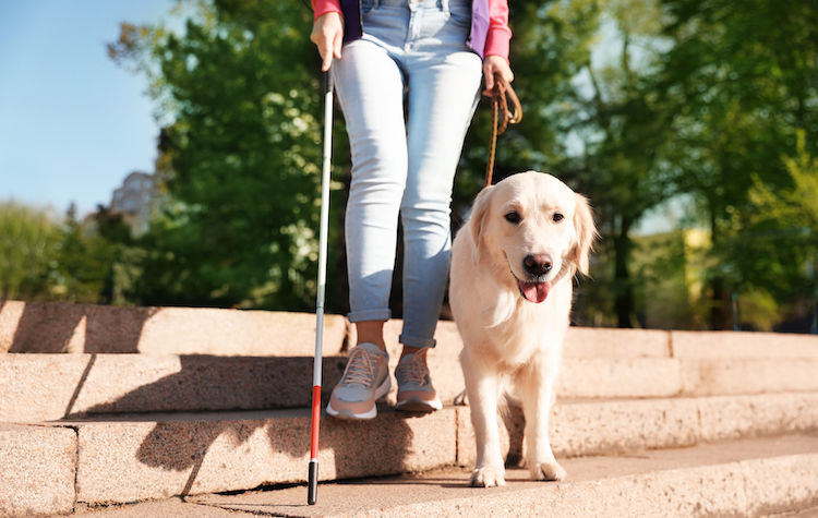chien guide aveugle