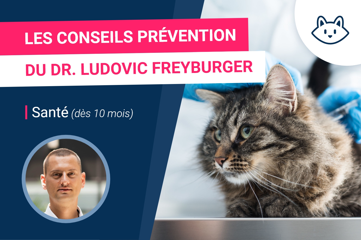 L'importance de l'hygiène bucco-dentaire de votre chat