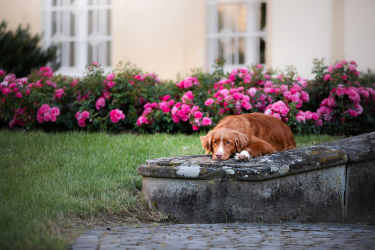 chien seul dans jardin