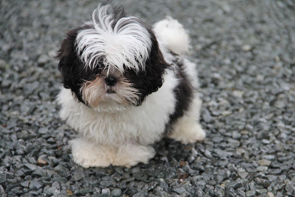 chiot shih tzu blanc et noir