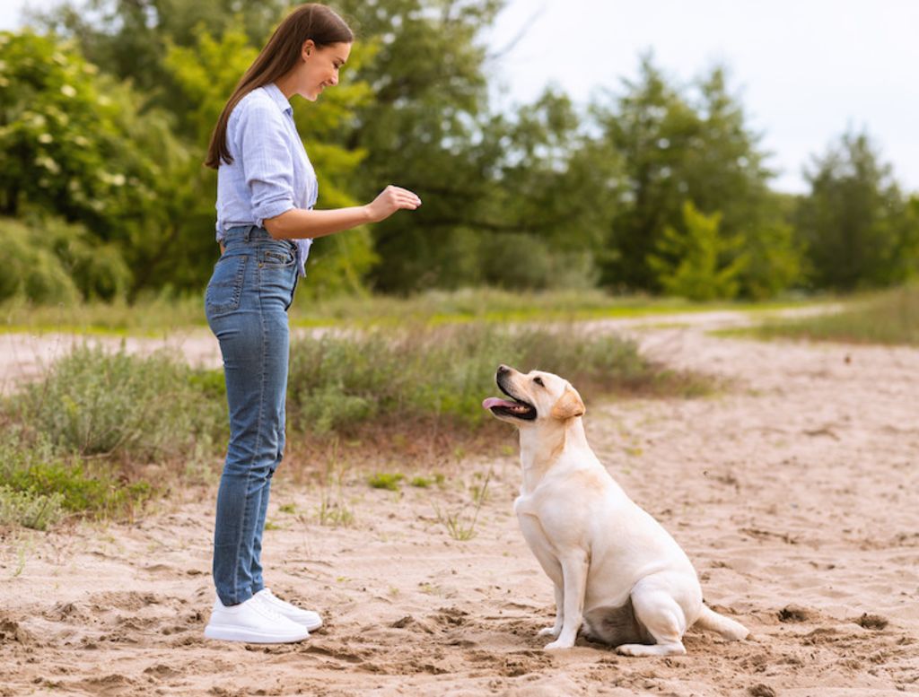 éducation canine