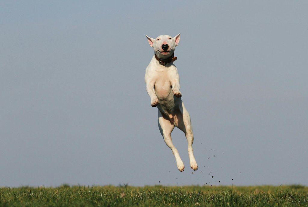 Bull Terrier