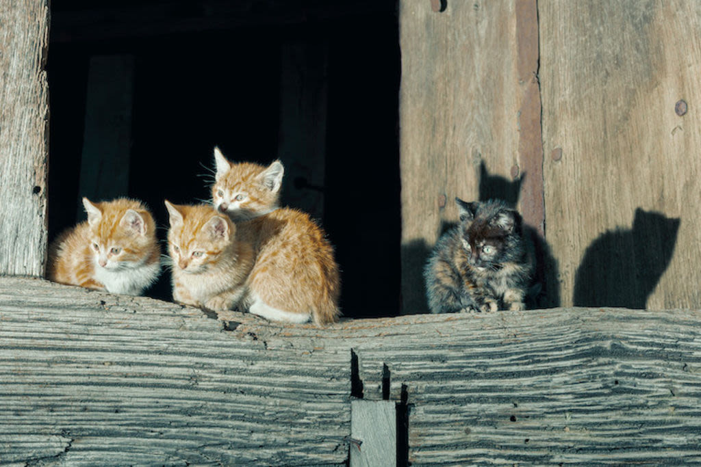 coryza maladie chat 1