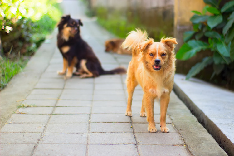 L'hépatite Chez Le Chien : Causes, Symptômes, Traitement - Santevet