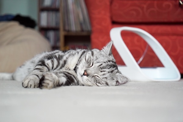 Les effets de la cataire sur votre chat : pourquoi votre chat a besoin –  lechatpercher