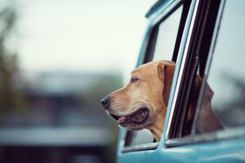 chien voyage voiture