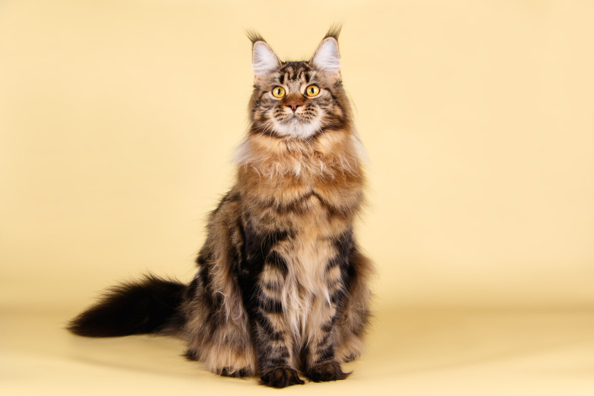 Maine Coon, ficha de raza : carácter, educación y salud - Santévet