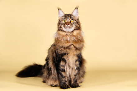 Maine Coon : temperamento, cuidados ...