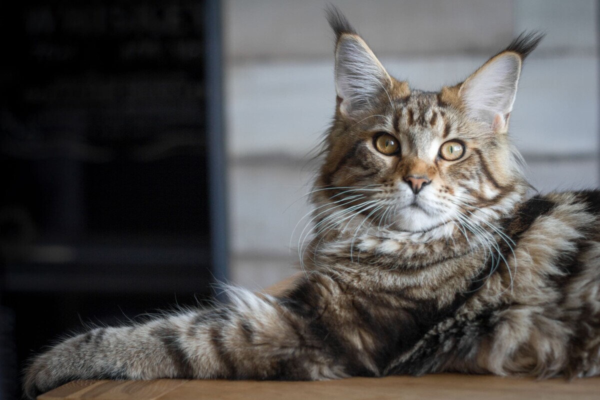 Maine coon (36)