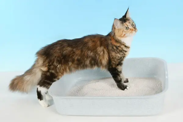 Répulsif chat : notre sélection anti-marquage et anti-griffures