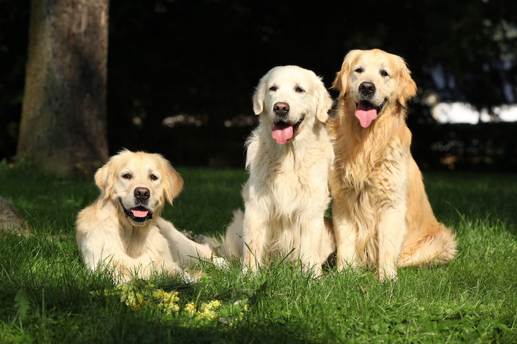 groupe golden retriever