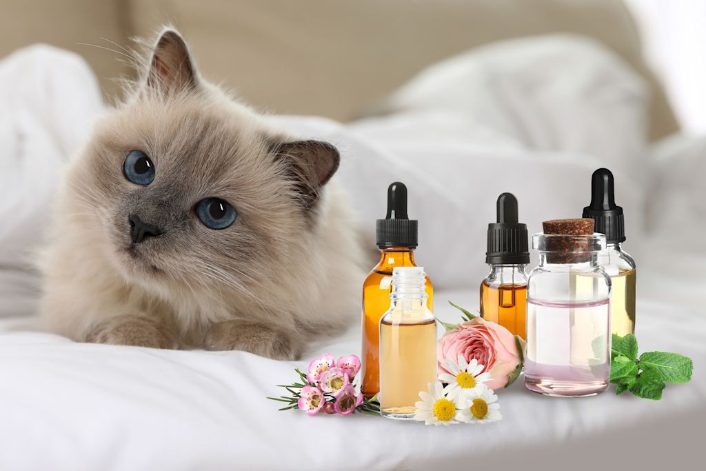 Huile essentielle chat