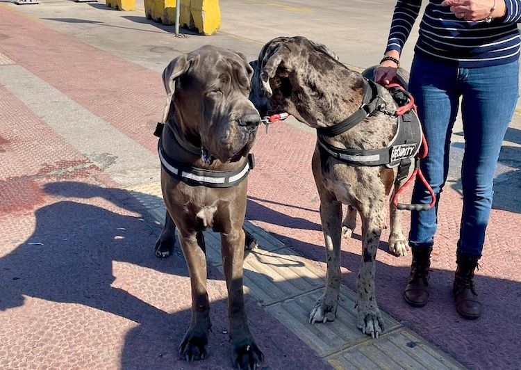 mapets transport chiens