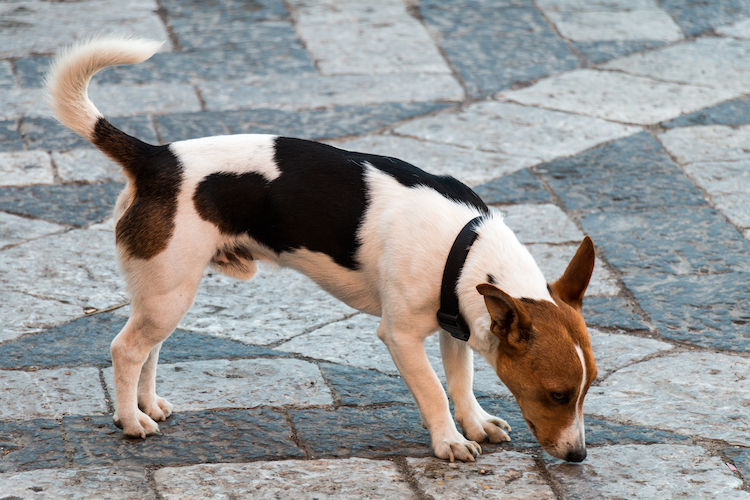 chien en ville dejection