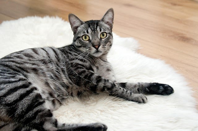 Chat adulte