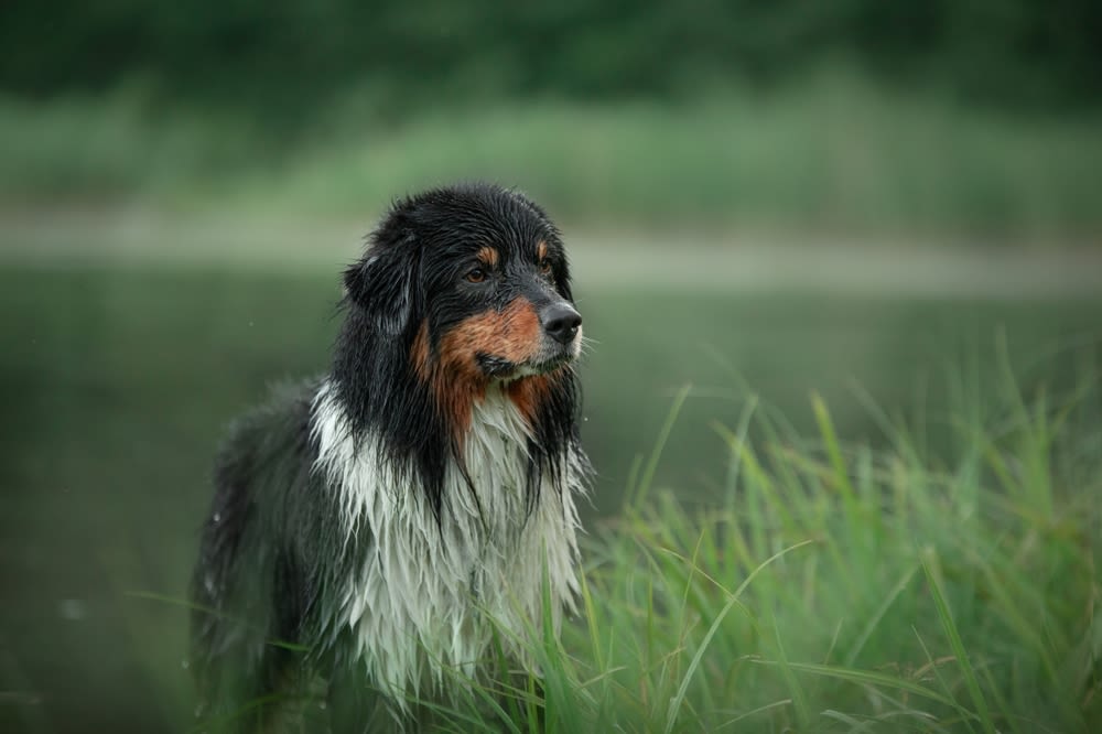 Een Aussie Doodle ligt in het gras