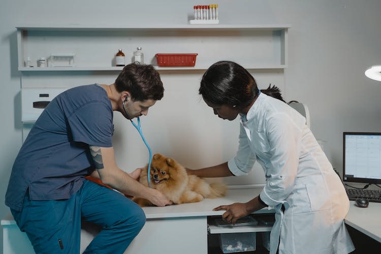 chien_veterinaire_troubles_du_comportement