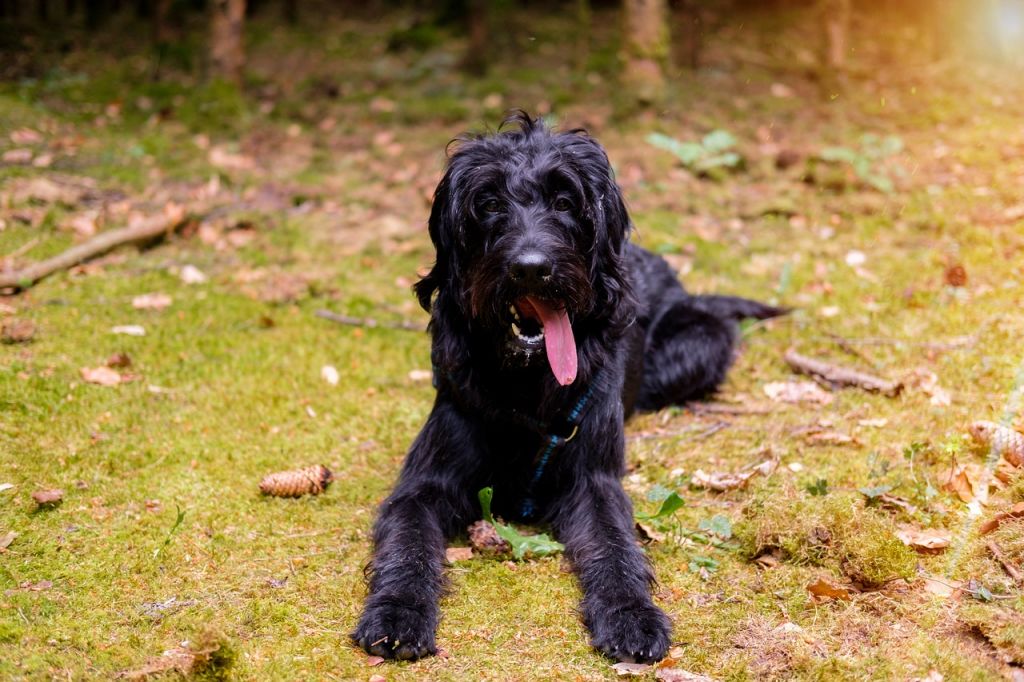 chien qui a chaud