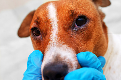 puedo darle a mi perro medicamentos para la alergia humana