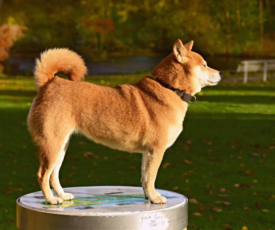 apprenez à reconnaître les états émotionnels de votre chien