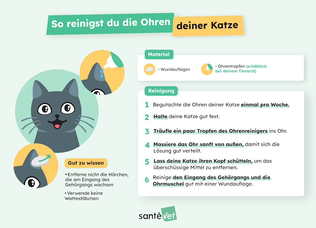 Wie man die Ohren einer Katze reinigt