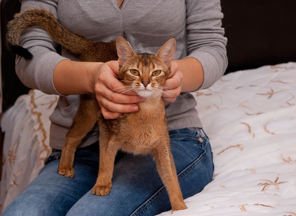 chat abyssin et son maitre