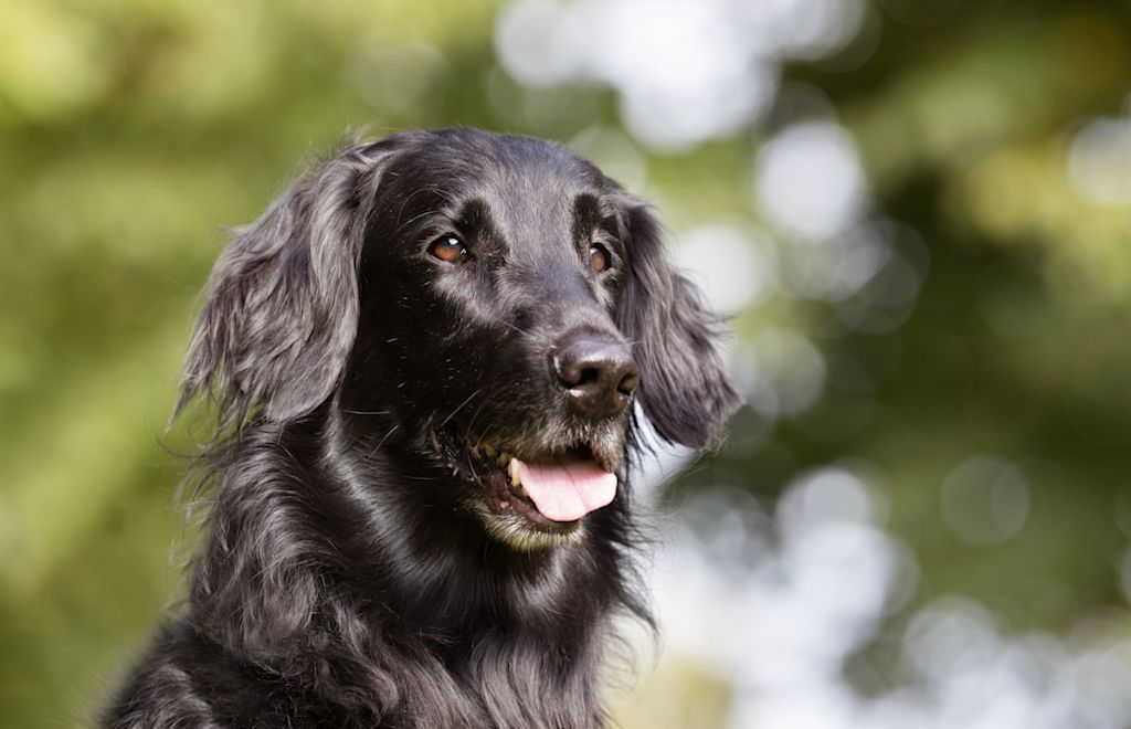 Flat Coated Retriever4
