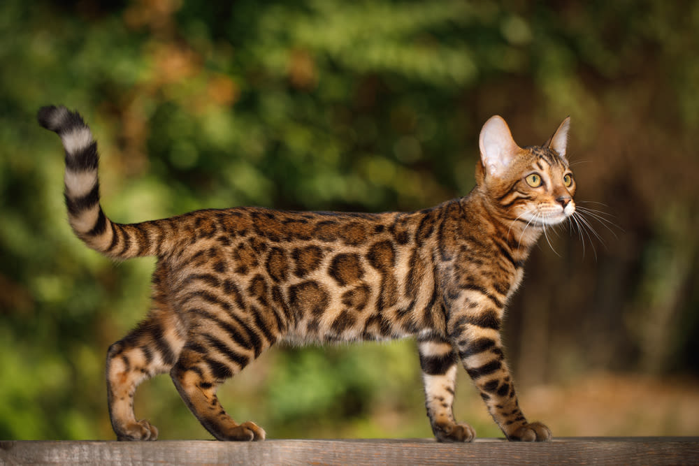 Bengal-Katzen sind besonders teuer