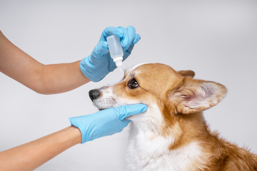 Jicht op het oog van een hond