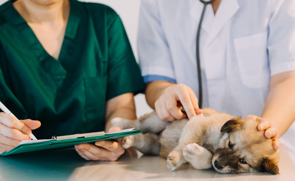 chiot chez le veterinaire