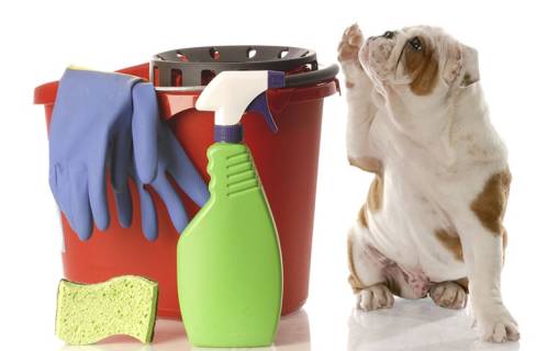 Comment enlever l'odeur et les taches d'urine de son chien ?